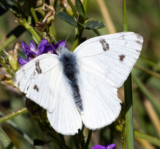 Checkered White Pontia protodice Butterfly