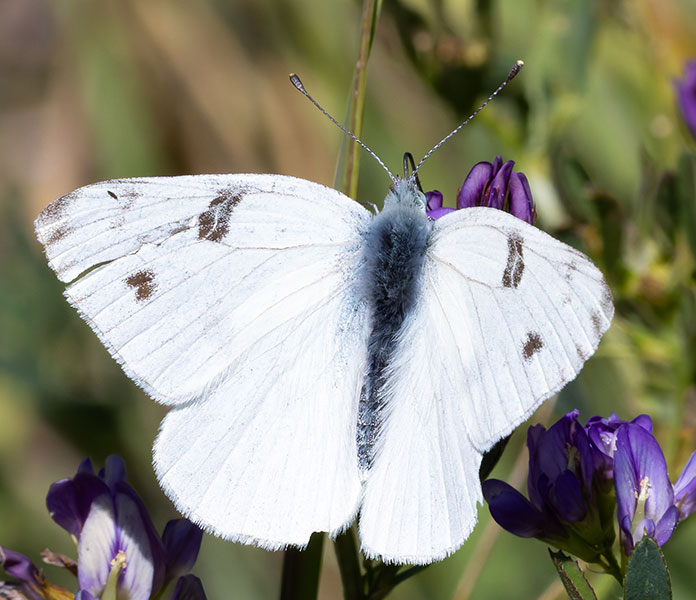 Checkered White Pontia protodice Butterfly