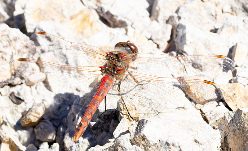 Dragonfly Odonata sp.  