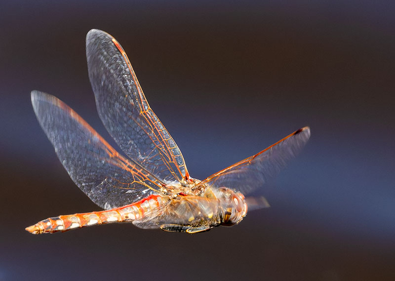 Dragonfly Odonata sp.  