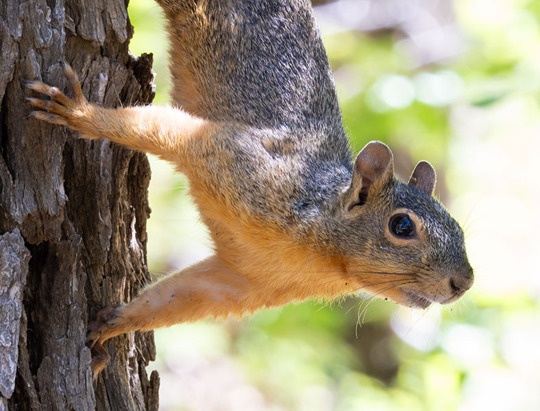 Mexican Fox Squirrels (Chiricahua Squirrel, Apache Squirrel, Nayarit Squirrel) Sciurus nayaritensisf