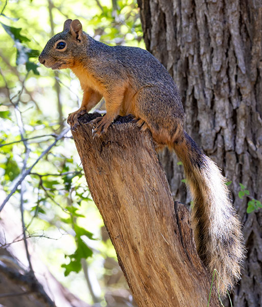 Mexican Fox Squirrels (Chiricahua Squirrel, Apache Squirrel, Nayarit Squirrel) Sciurus nayaritensisf