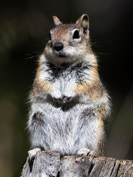Golden-mantled Ground Squirrel Spermophilus lateralis 