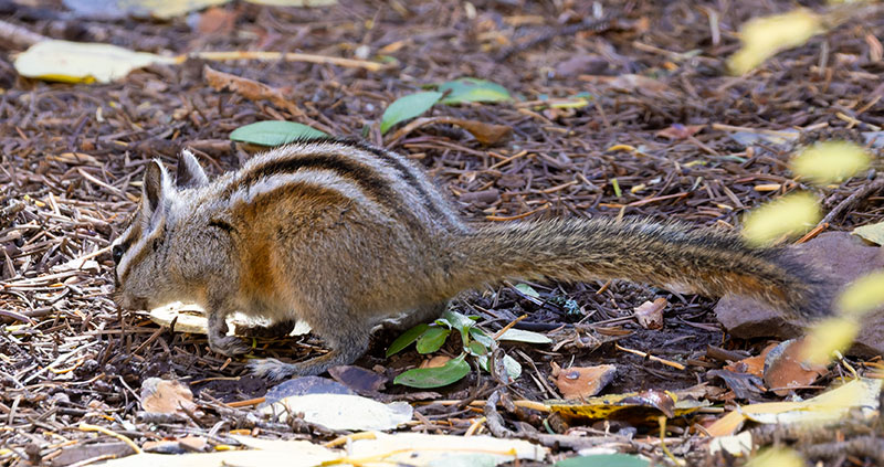 Gray-collared Chipmunk Tamias cinereicollis