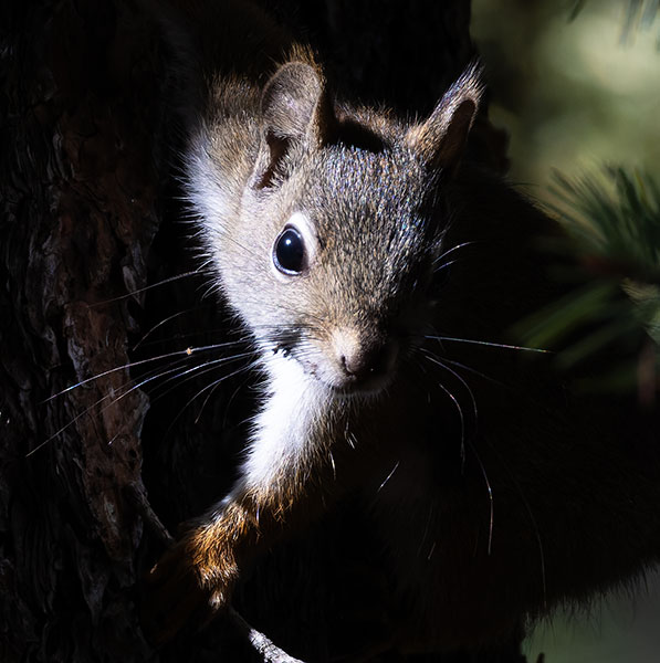 Red Squirrels Arizona chickaree squirrel Tamiasciurus hudsonicus mogollonensis