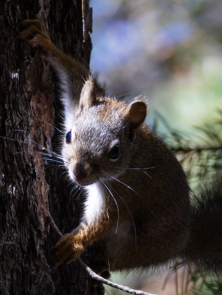Red Squirrels Arizona chickaree squirrel Tamiasciurus hudsonicus mogollonensis