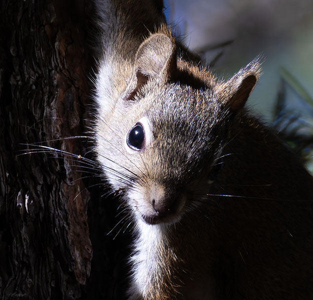 Red Squirrels Arizona chickaree squirrel Tamiasciurus hudsonicus mogollonensis