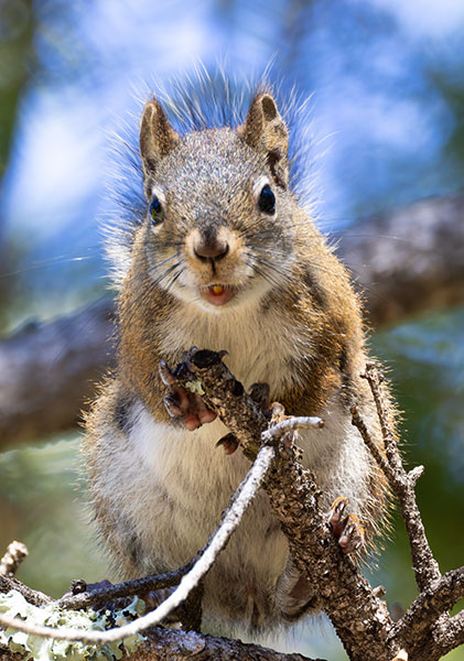 Red Squirrels Arizona chickaree squirrel Tamiasciurus hudsonicus mogollonensis