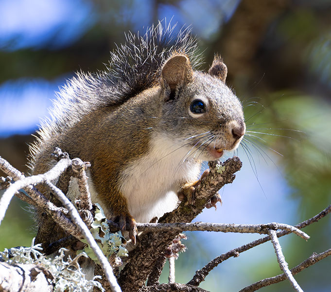 Red Squirrels Arizona chickaree squirrel Tamiasciurus hudsonicus mogollonensis