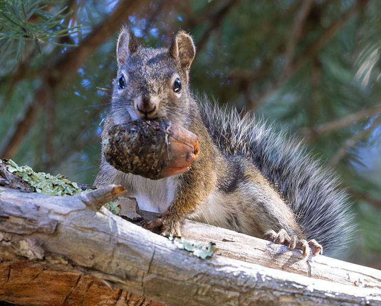 Red Squirrels Arizona chickaree squirrel Tamiasciurus hudsonicus mogollonensis