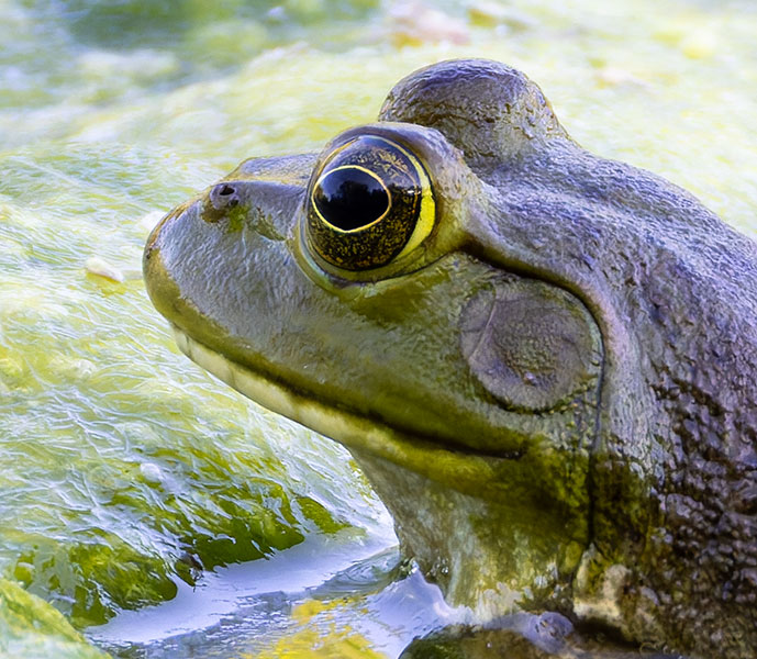 American Bullfrog Rana catesbeiana 