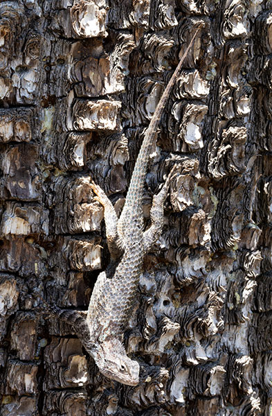 Clark's Spiny Lizard Sceloporus clarkii 