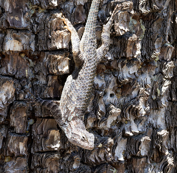 Clark's Spiny Lizard Sceloporus clarkii 