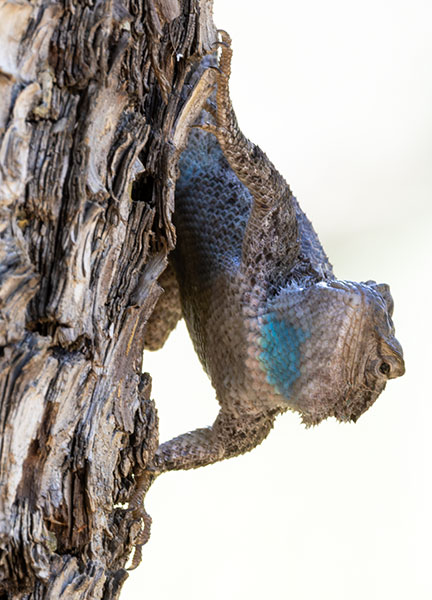 Clark's Spiny Lizard Sceloporus clarkii 