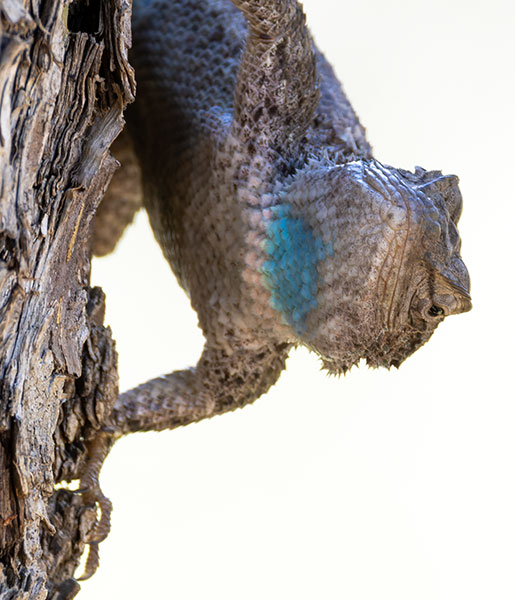 Clark's Spiny Lizard Sceloporus clarkii 