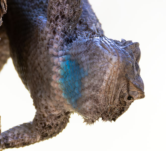 Clark's Spiny Lizard Sceloporus clarkii 