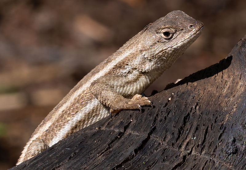 Striped Plateau Lizard Sceloporus Virgatus