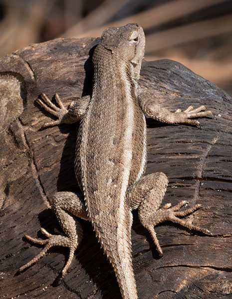 Striped Plateau Lizard Sceloporus Virgatus