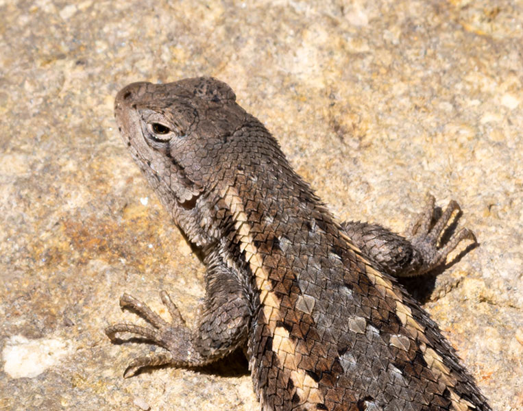 Striped Plateau Lizard Sceloporus Virgatus