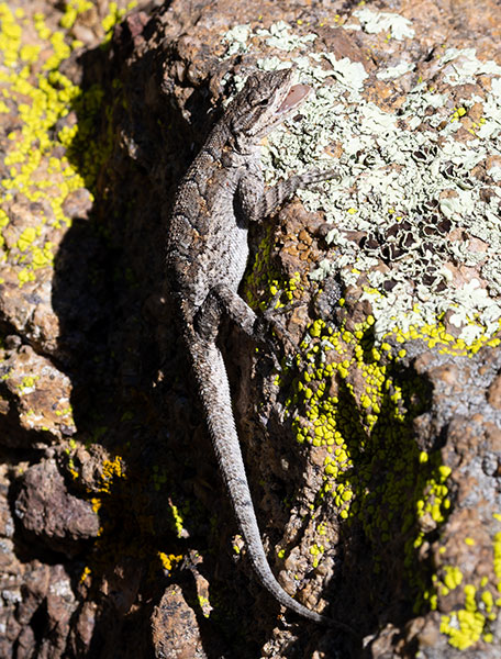 Ornate Tree Lizard Urosaurus ornatus