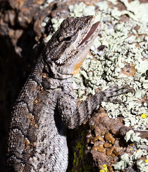 Ornate Tree Lizard Urosaurus ornatus