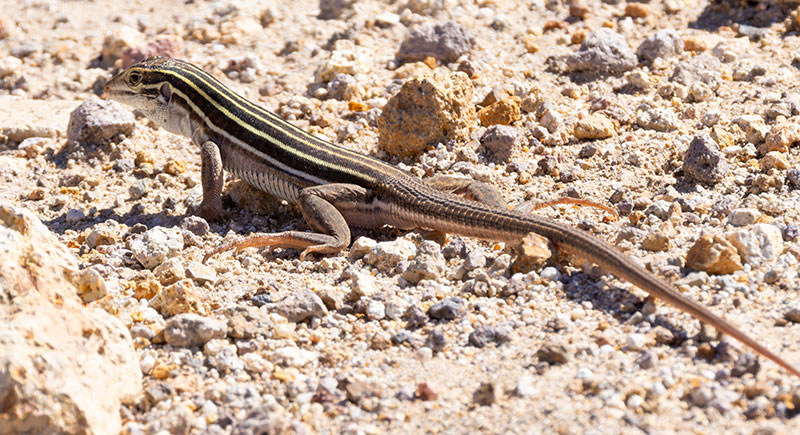Desert Grassland Whiptail Lizard Aspidoscelis uniparens 