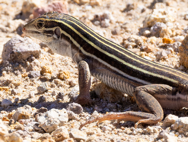 Desert Grassland Whiptail Lizard Aspidoscelis uniparens 