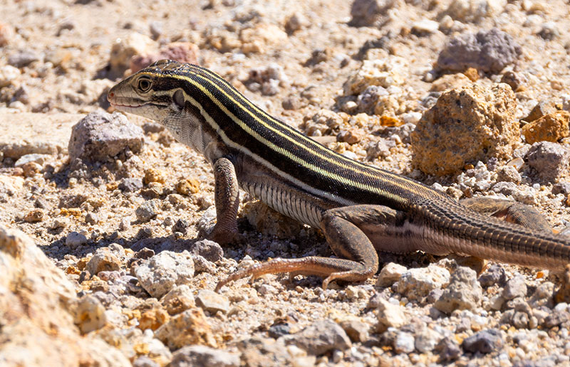 Desert Grassland Whiptail Lizard Aspidoscelis uniparens 