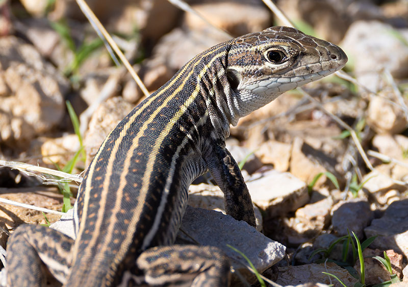 Sonoran Spotted Whiptail Lizard Aspidoscelis sonorae 