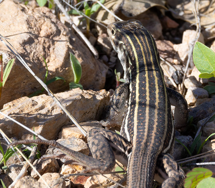 Sonoran Spotted Whiptail Lizard Aspidoscelis sonorae 