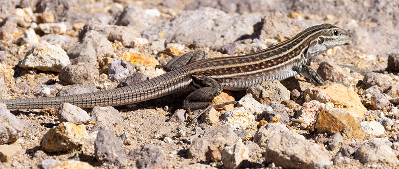 Sonoran Spotted Whiptail Lizard Aspidoscelis sonorae 