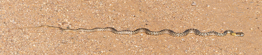 Coachwhip Coluber flagellum Masticophis flagellum snake