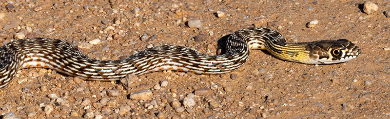 Coachwhip Coluber flagellum Masticophis flagellum snake
