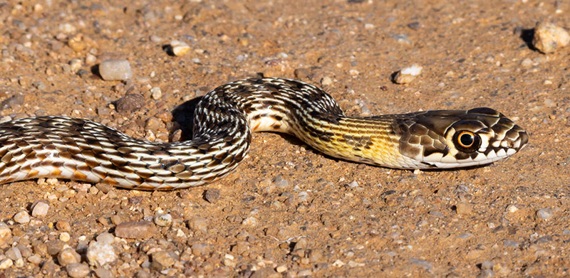 Coachwhip Coluber flagellum Masticophis flagellum snake