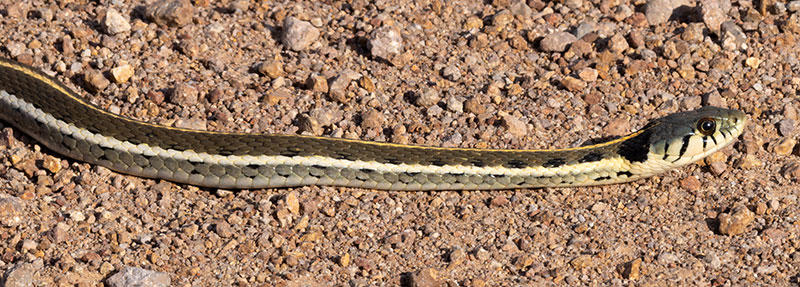 Black-necked Gartersnake Thamnophis cyrtopsis Garter Snake