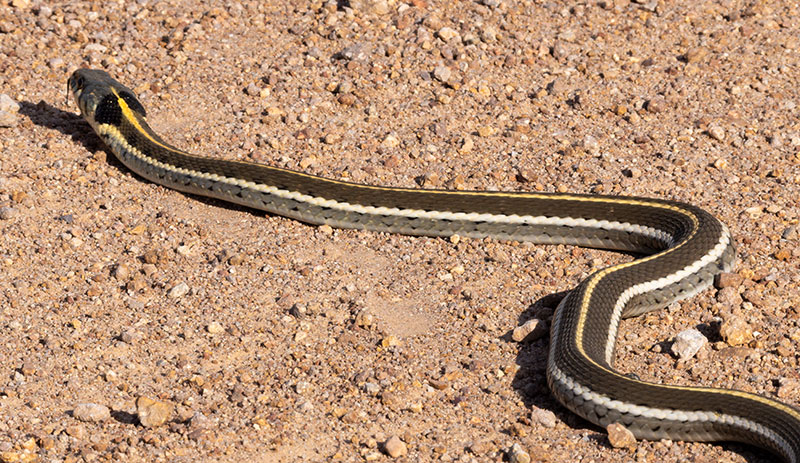 Black-necked Gartersnake Thamnophis cyrtopsis Garter Snake