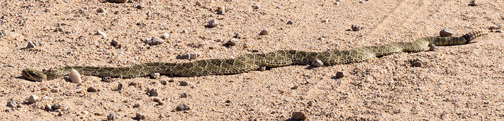 Prairie Rattlesnake Crotalus viridis