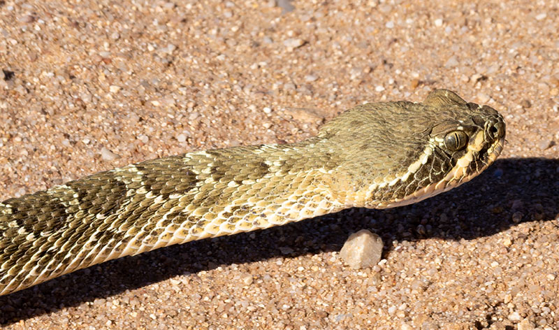 Prairie Rattlesnake Crotalus viridis
