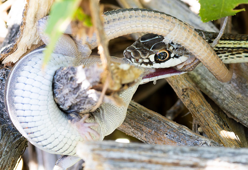 Striped Whipsnake Masticophis taeniatus