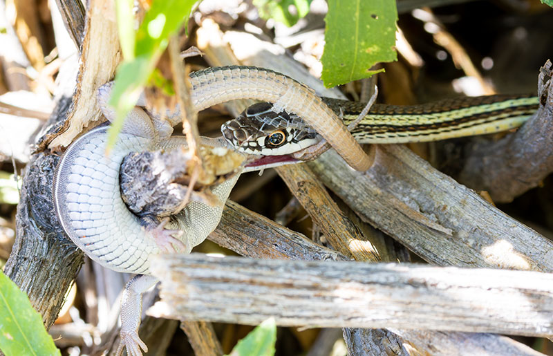 Striped Whipsnake Masticophis taeniatus