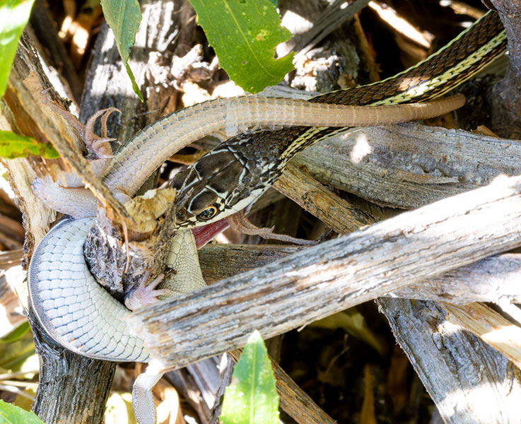 Striped Whipsnake Masticophis taeniatus