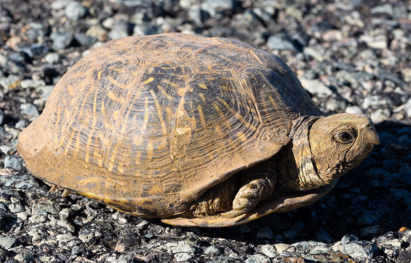 Ornate Box Turtle Western Box Turtle Terrapene ornata 