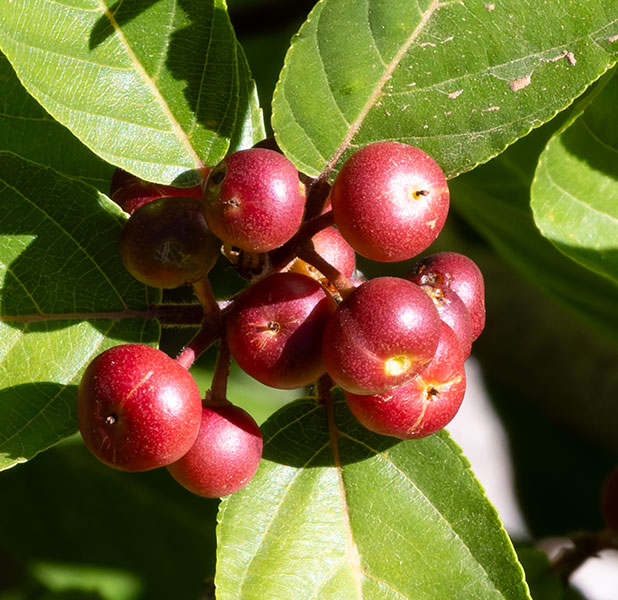 Chokecherry sp.