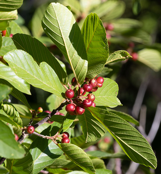 Chokecherry sp.