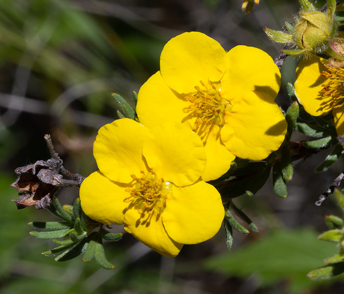 Shrubby Cinquefoil Dasiphora fruticosa Potentilla fruticosa   Rose Family Rosaceae  