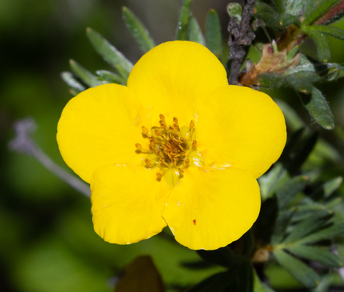 Shrubby Cinquefoil Dasiphora fruticosa Potentilla fruticosa   Rose Family Rosaceae  