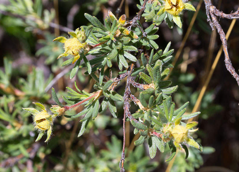 Shrubby Cinquefoil Dasiphora fruticosa Potentilla fruticosa   Rose Family Rosaceae  