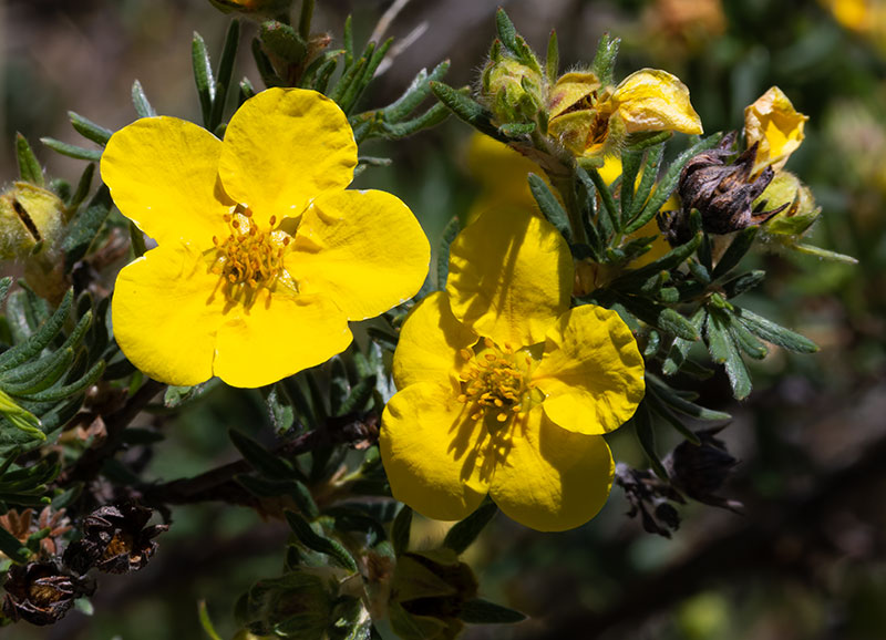 Shrubby Cinquefoil Dasiphora fruticosa Potentilla fruticosa   Rose Family Rosaceae  