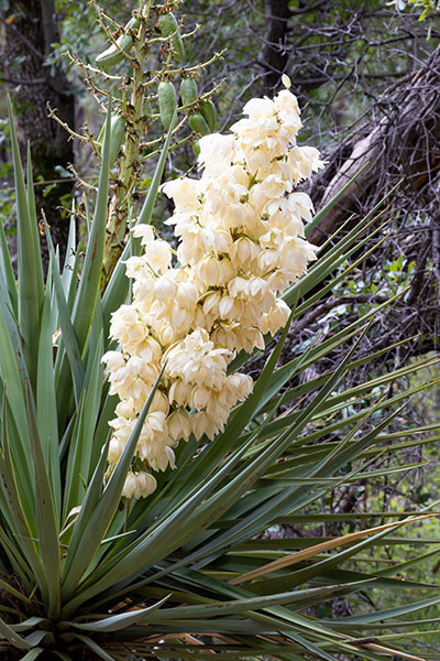 Schott's Yucca Yucca schottii